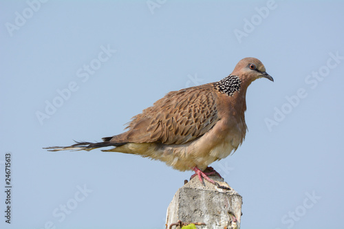 Spotted Dove is common around human habitation and can easily be seen in parks, gardens and agricultural areas.