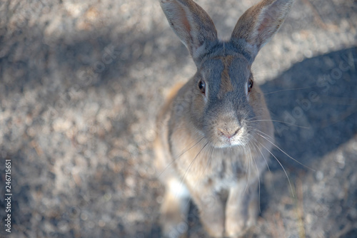 Close-up gray rabbit in sunny day on Okunoshima Island, as known as the " Rabbit Island ". Numerous feral rabbits that roam the island, they are rather tame and will approach humans. Hiroshima, Japan © Shawn.ccf