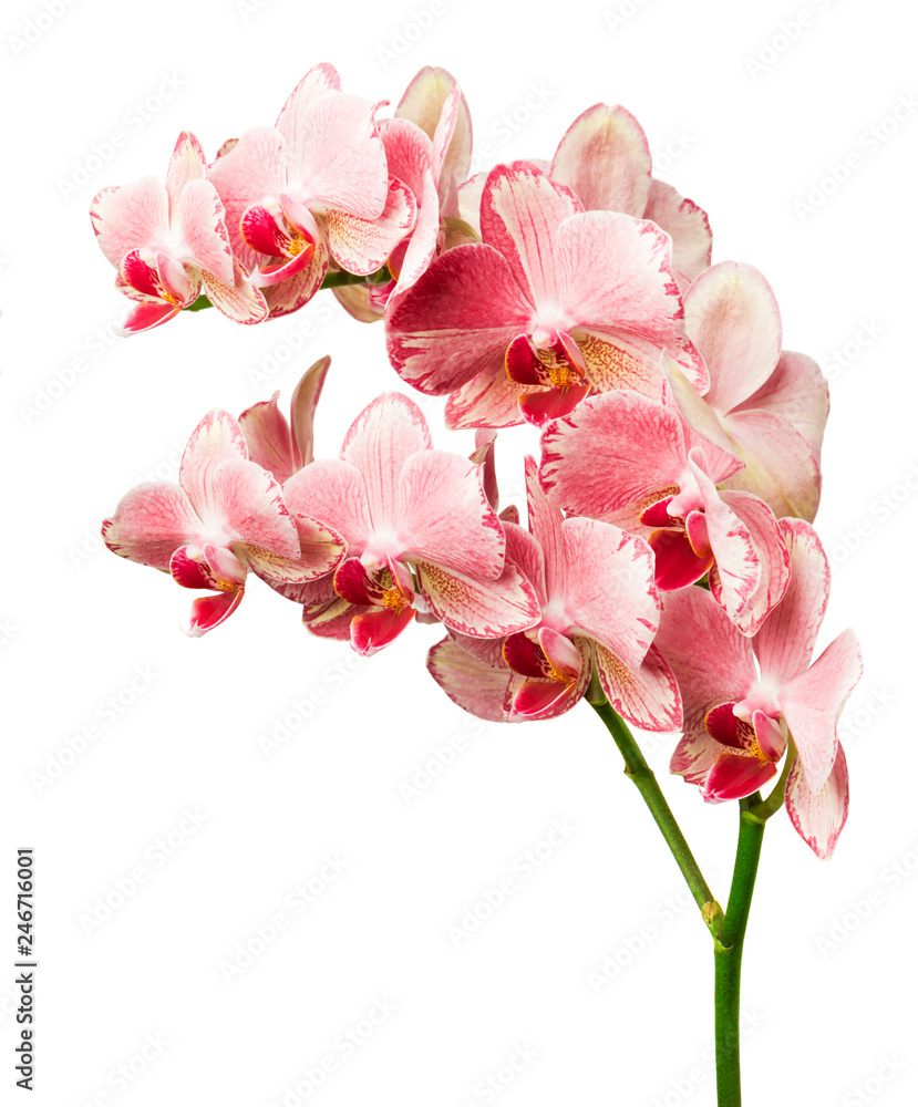 Naklejka premium beautiful pink phalaenopsis orchid flowers, isolated on white background