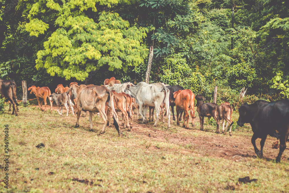  A group of cattle being herd through a field in a cattle farm 