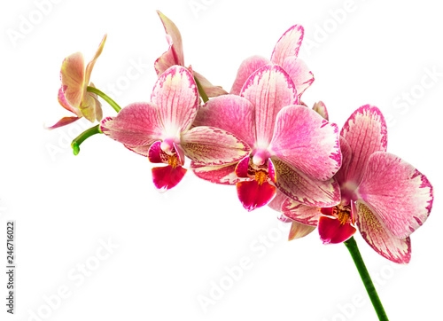 beautiful pink  phalaenopsis orchid flowers  isolated on white background