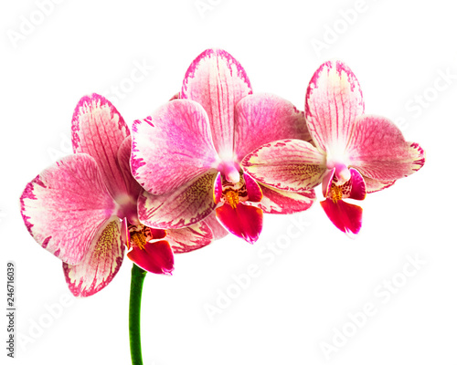 beautiful pink phalaenopsis orchid flowers, isolated on white background