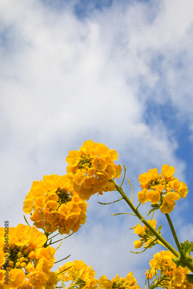 菜の花