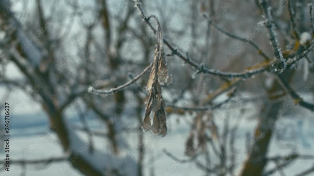 Icy branch of tree on wind, shallow depth of field, vertical panning Icy branch of tree on wind, shallow depth of field, vertical panning