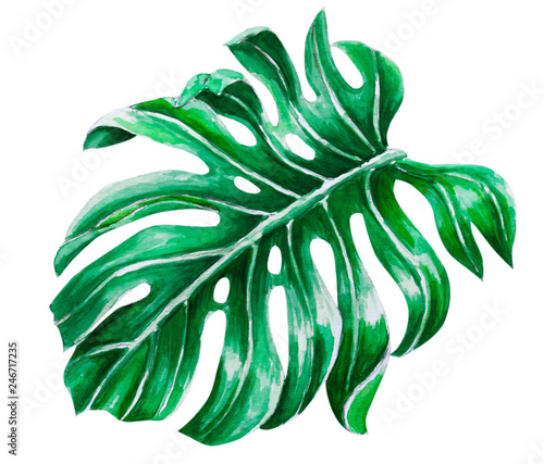 Green monstera tropical leaves watercolor illustration, isolated on white background