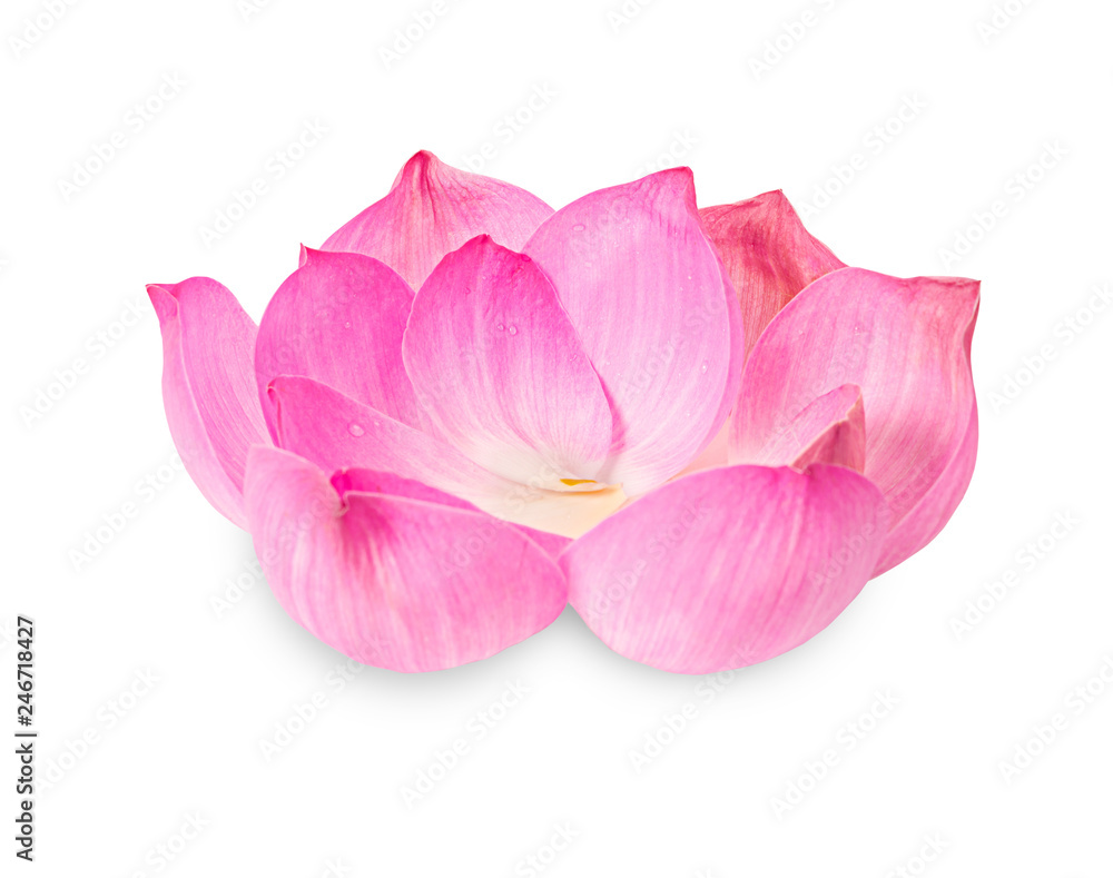 beautiful pink petal lotus flower. beautiful pink petal lotus flower.