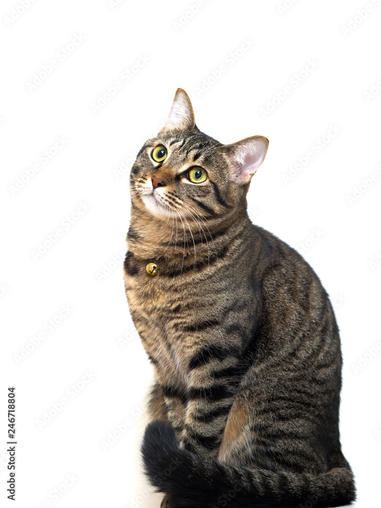 Obraz premium Kot Kijitora