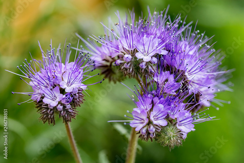 Phacelia flowers