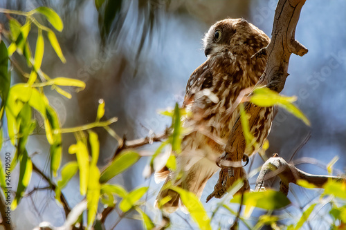 Australian Boobook or Southern Boobok Owl (Ninox boobook)