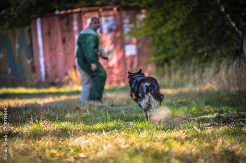 Police K9 training with a bite decoy