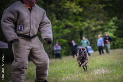 Police K9 training with a bite decoy