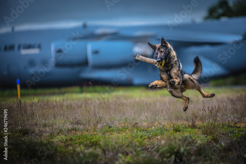Police K9 training on a military base