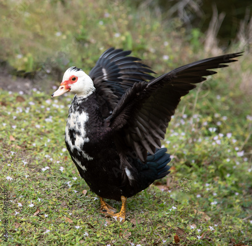 Female black and white muscovy duck with a small red skin patch around the face is flapping her wings while standing in green grass and wildflowers with blurred background.