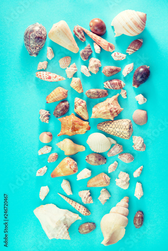 Different sea shells on blue background Top view flat lay