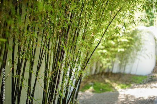 Bamboos green leaves and bamboo tree with natural light in blur style bokeh  background.