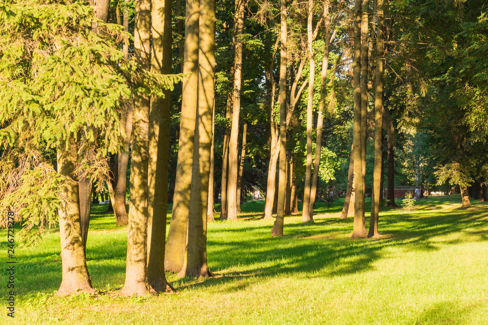 Obraz premium Trees in the city Park in the summer afternoon bathed in sunlight trimmed green grass on the lawn trees and pine trees on the desktop