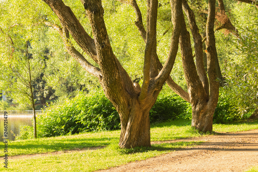 Obraz premium Trees in the city Park in the summer afternoon bathed in sunlight trimmed green grass on the lawn trees and pine trees on the desktop
