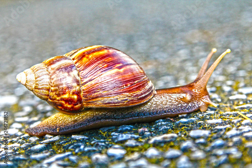 Snail by Skip Weeks