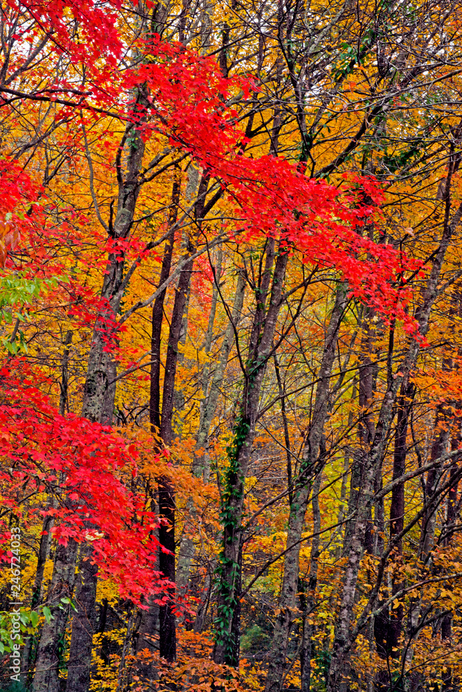 Smoky Mountains in fall colors.