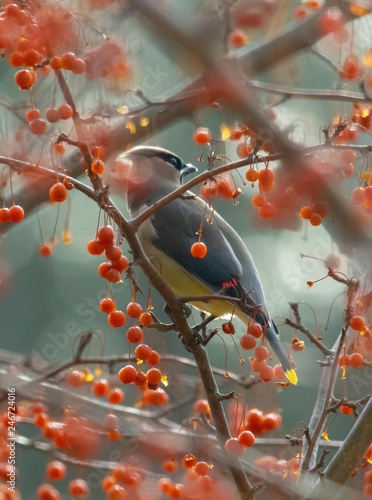 Cedar Waxwing in berry tree photo