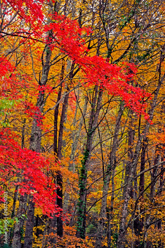 Smoky Mountains in fall colors. © bettys4240