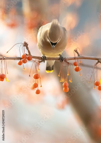 Cedar waxwing on a branch looking down into empty space