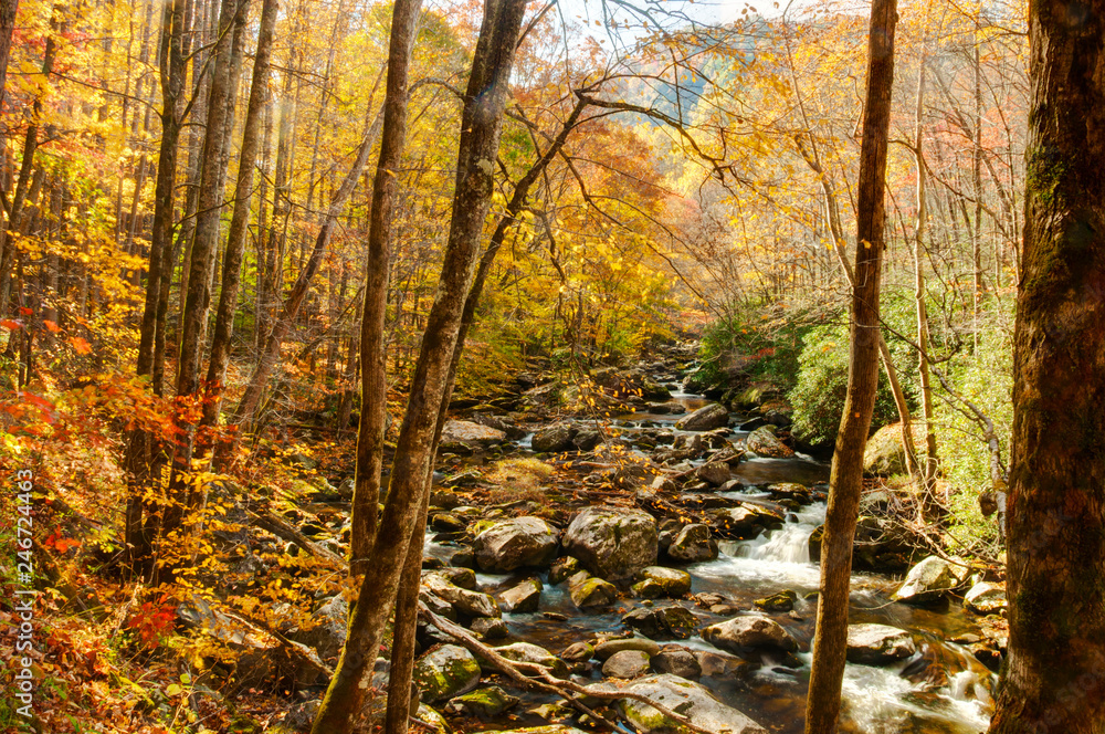 Fototapeta premium Stream in the Smokies in golden colors of fall.