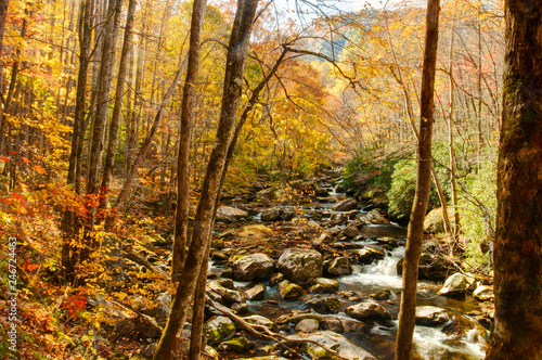 Stream in the Smokies in golden colors of fall.