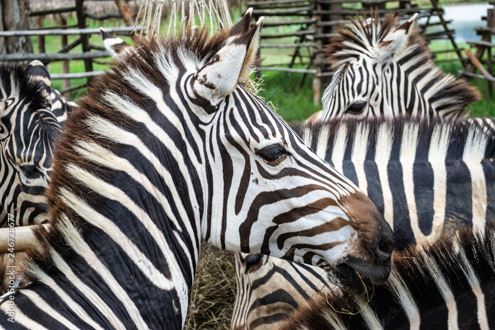 Fototapeta premium Plains zebra close-up eating hay on the farm