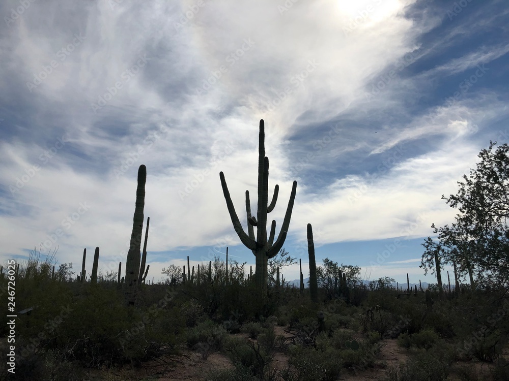 Saguaro National Park in Arizona Saguaro National Park in Arizona
