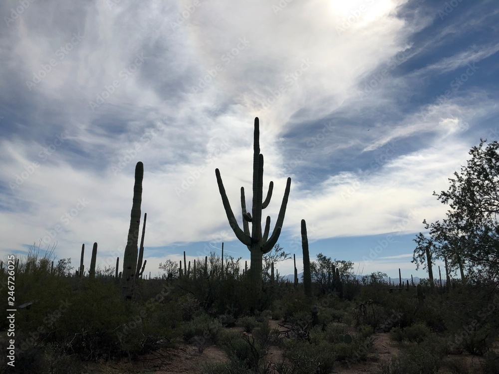 Saguaro National Park in Arizona