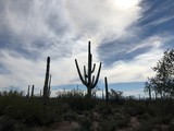 Saguaro National Park in Arizona
