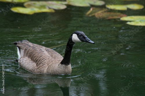 A pair of Canada Geese watch Coy Fish in a clear pond.