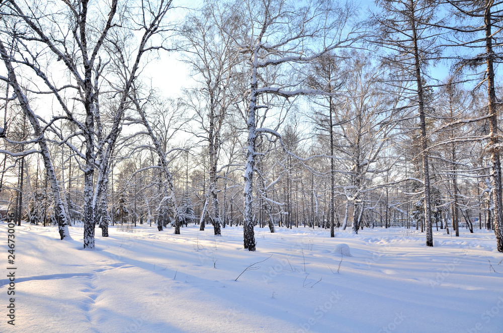 Winter Siberian forest, Omsk region