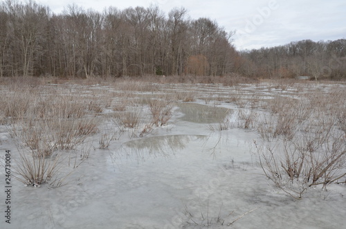 plants in frozen water with ice in wetland environment
