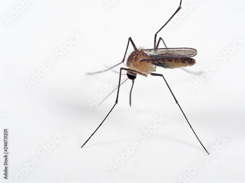 Macro Photo of Mosquito on White Floor © backiris