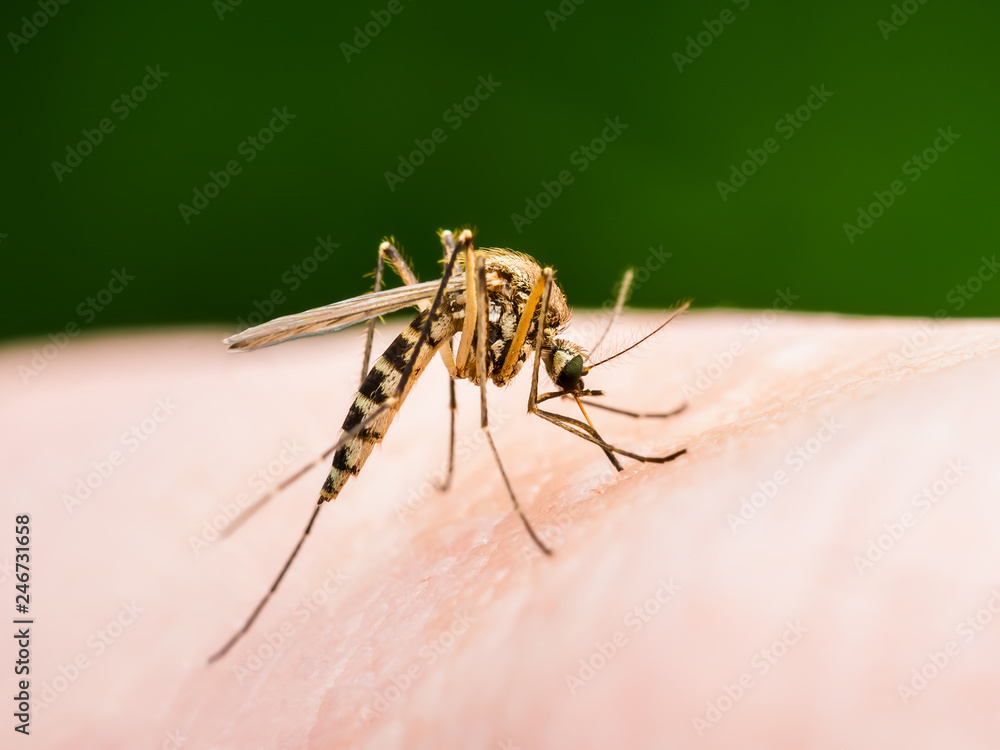 Encephalitis, Yellow Fever, Malaria Disease or Zika Virus Infected Culex Mosquito Parasite Insect Macro on Green Background Encephalitis, Yellow Fever, Malaria Disease or Zika Virus Infected Culex Mosquito Parasite Insect Macro on Green Background