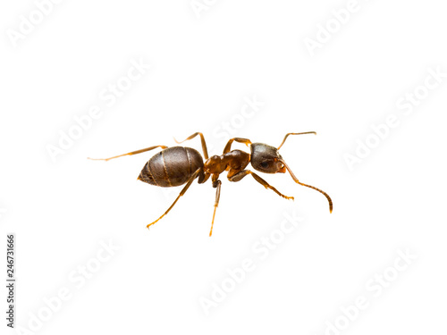 Ant Insect Macro Isolated on White