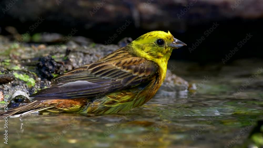 Yellowhammer (Emberiza citrinella) bathing Yellowhammer (Emberiza citrinella) bathing