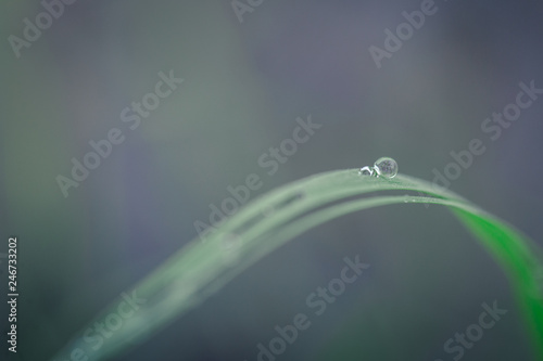 water drop on top of the grass leaf in dawn time
