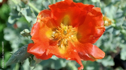 Glaucium corniculatum poppy perennial with rising branched stems photo