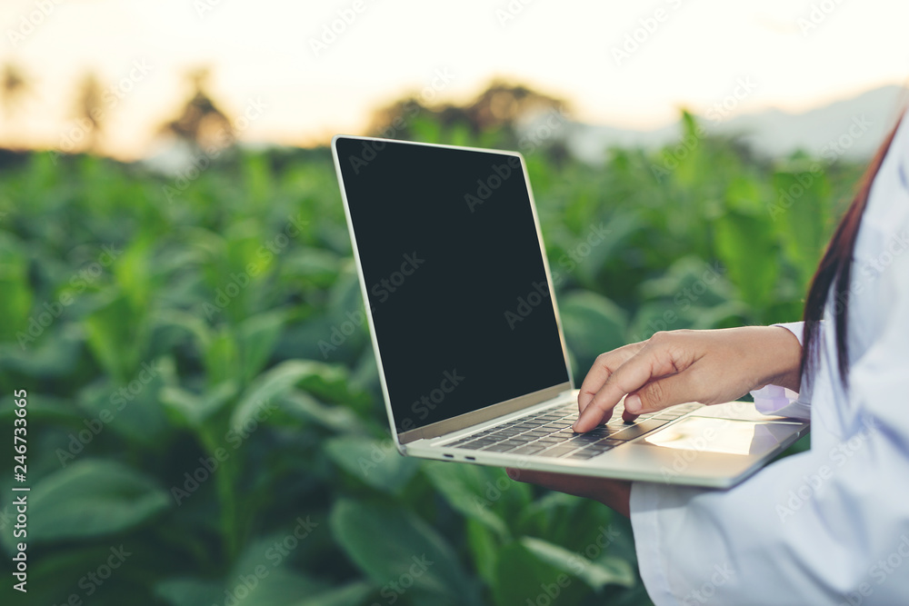 Fototapeta premium Female researchers examined tobacco leaves with a modern concept tablet.
