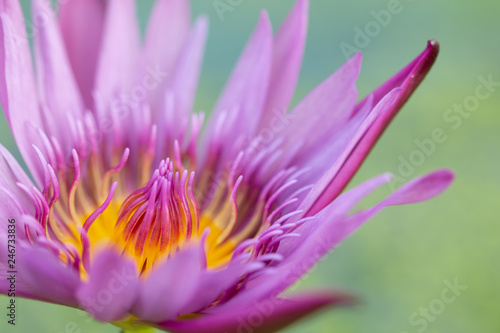 Close-up pink lotus water lily flower © taira42