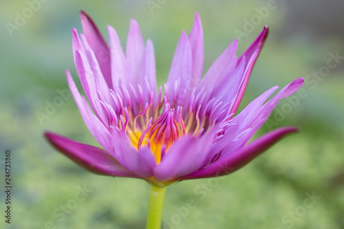 Close-up pink lotus water lily flower