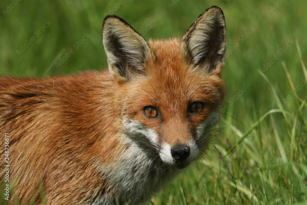 A beautiful Red Fox (Vulpes vulpes) hunting for food in a field.	