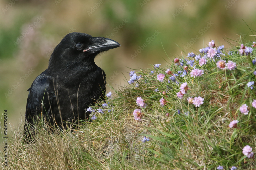 A beautiful young Raven (Corvus corax) perched on the clifftop on Orkney, Scotland surrounded by wildflowers. A beautiful young Raven (Corvus corax) perched on the clifftop on Orkney, Scotland surrounded by wildflowers.