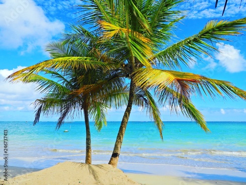 Fototapeta Naklejka Na Ścianę i Meble -  São Miguel dos Milagres, Alagoas, Brazil: Deserted Beach. Paradise with crystal water and blue sky. Fantastic landscape. Beautiful Caribbean view