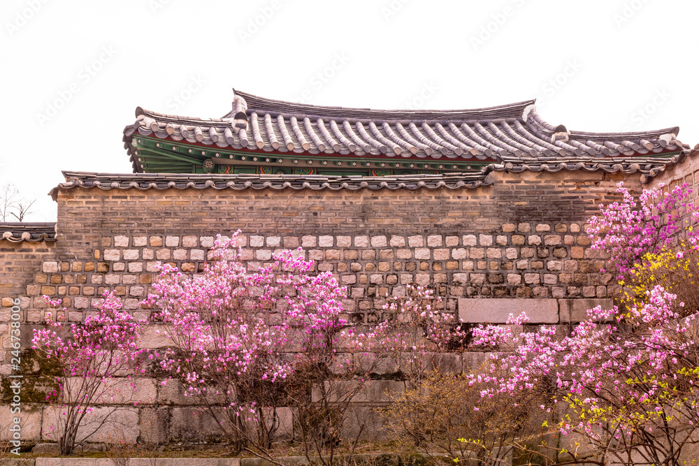 Azalea flowers blooming beautifully at Changgyeonggung Palace Azalea flowers blooming beautifully at Changgyeonggung Palace