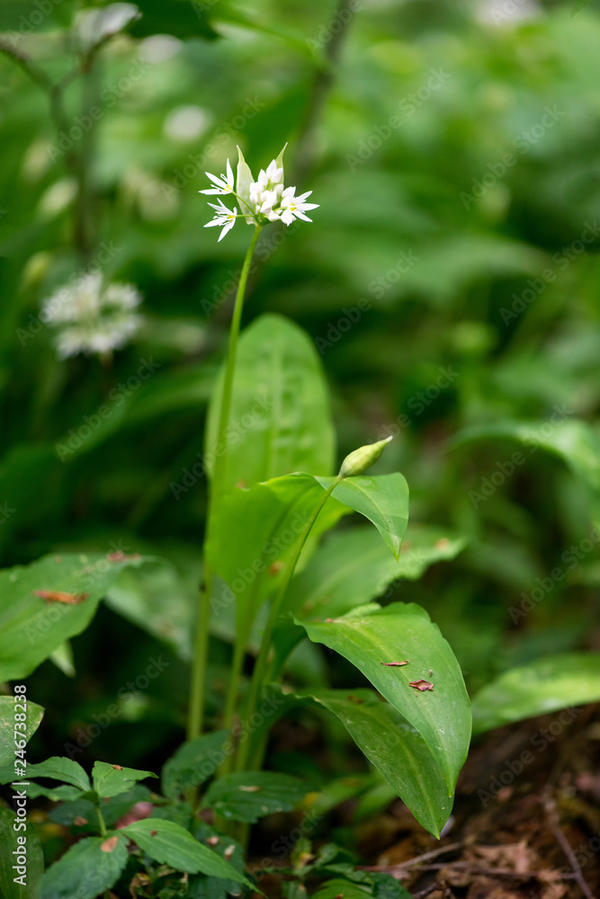 Flowering ramson, Allium ursinum. Blooming wild garlic plants in the woodland in spring - selective focus, vertical orientation Flowering ramson, Allium ursinum. Blooming wild garlic plants in the woodland in spring - selective focus, vertical orientation