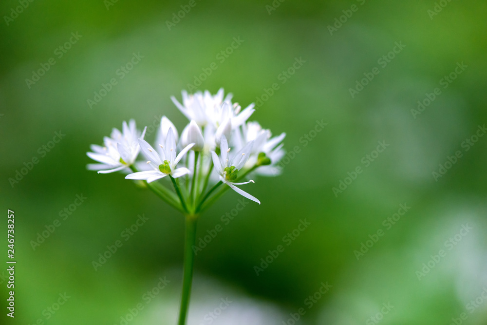 Flowering ramson, Allium ursinum. Blooming wild garlic plants in the woodland in spring - selective focus Flowering ramson, Allium ursinum. Blooming wild garlic plants in the woodland in spring - selective focus